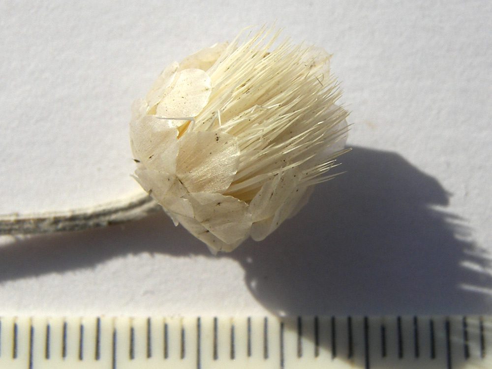 Image of Xeranthemum annuum specimen.