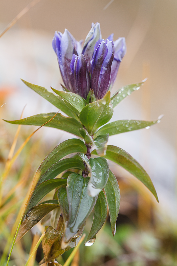 Image of Gentiana septemfida specimen.