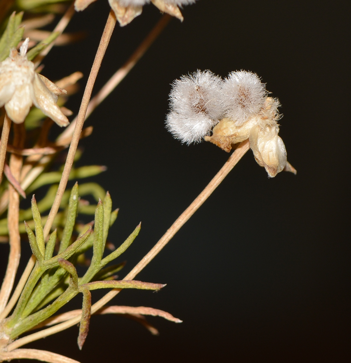 Image of Euryops multifidus specimen.