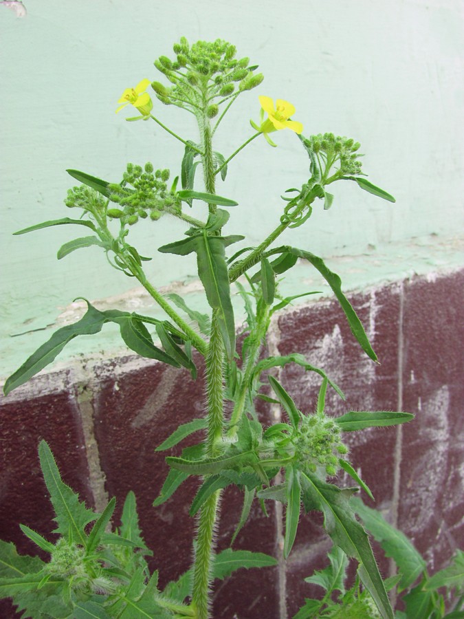 Image of Sisymbrium loeselii specimen.