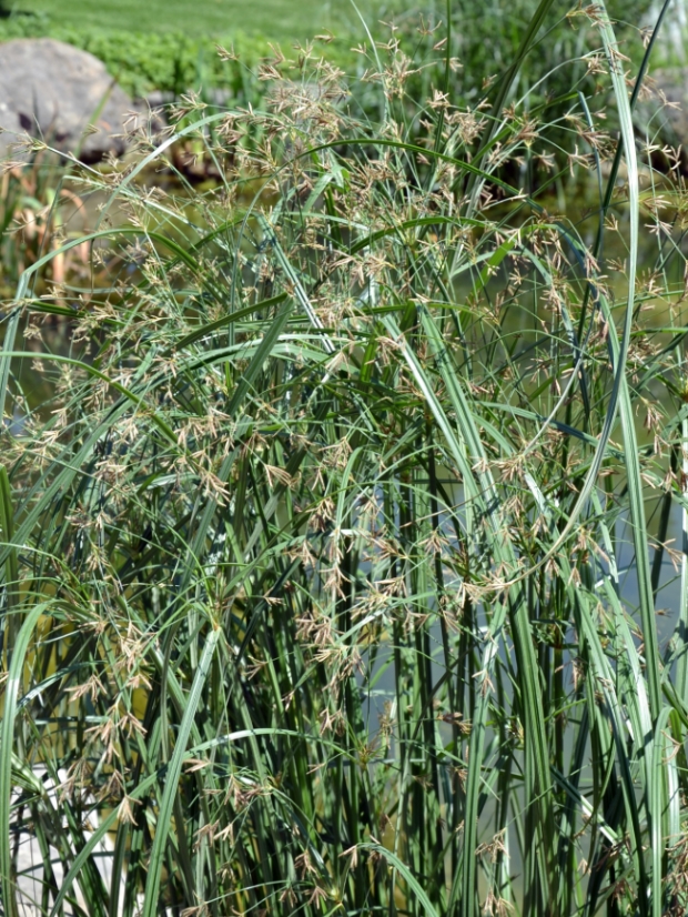 Image of genus Cyperus specimen.