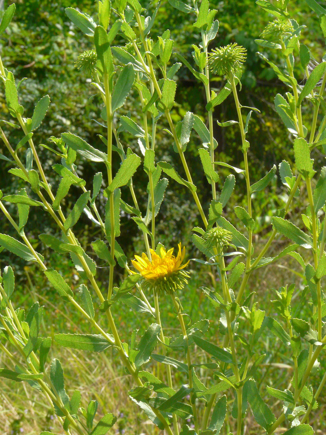 Image of Grindelia squarrosa specimen.