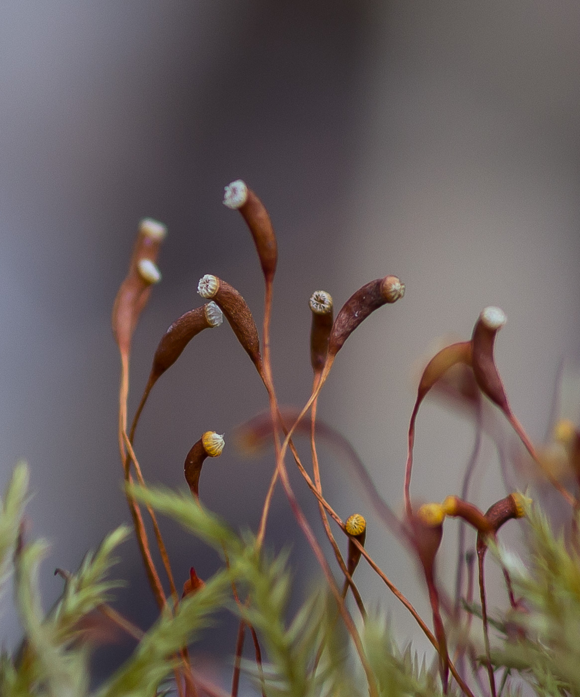 Изображение особи Callicladium haldanianum.