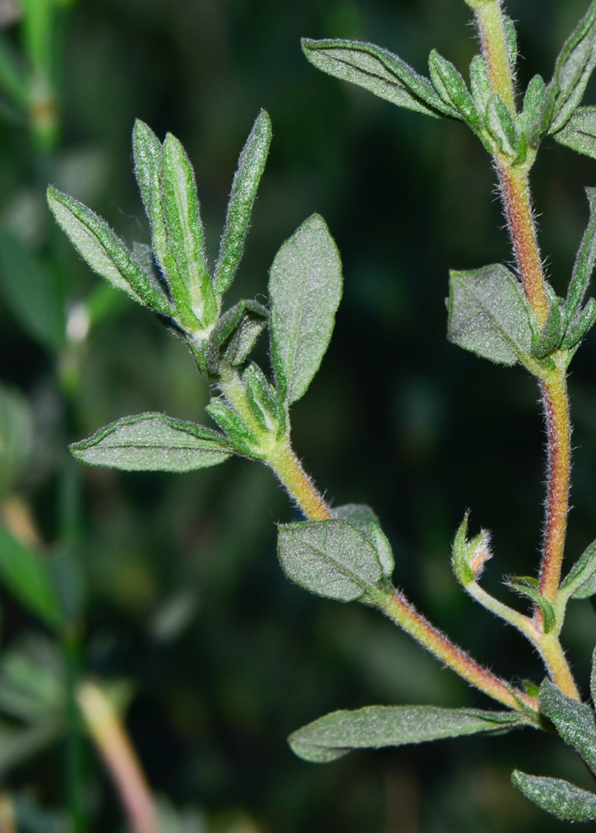 Image of Helianthemum stipulatum specimen.