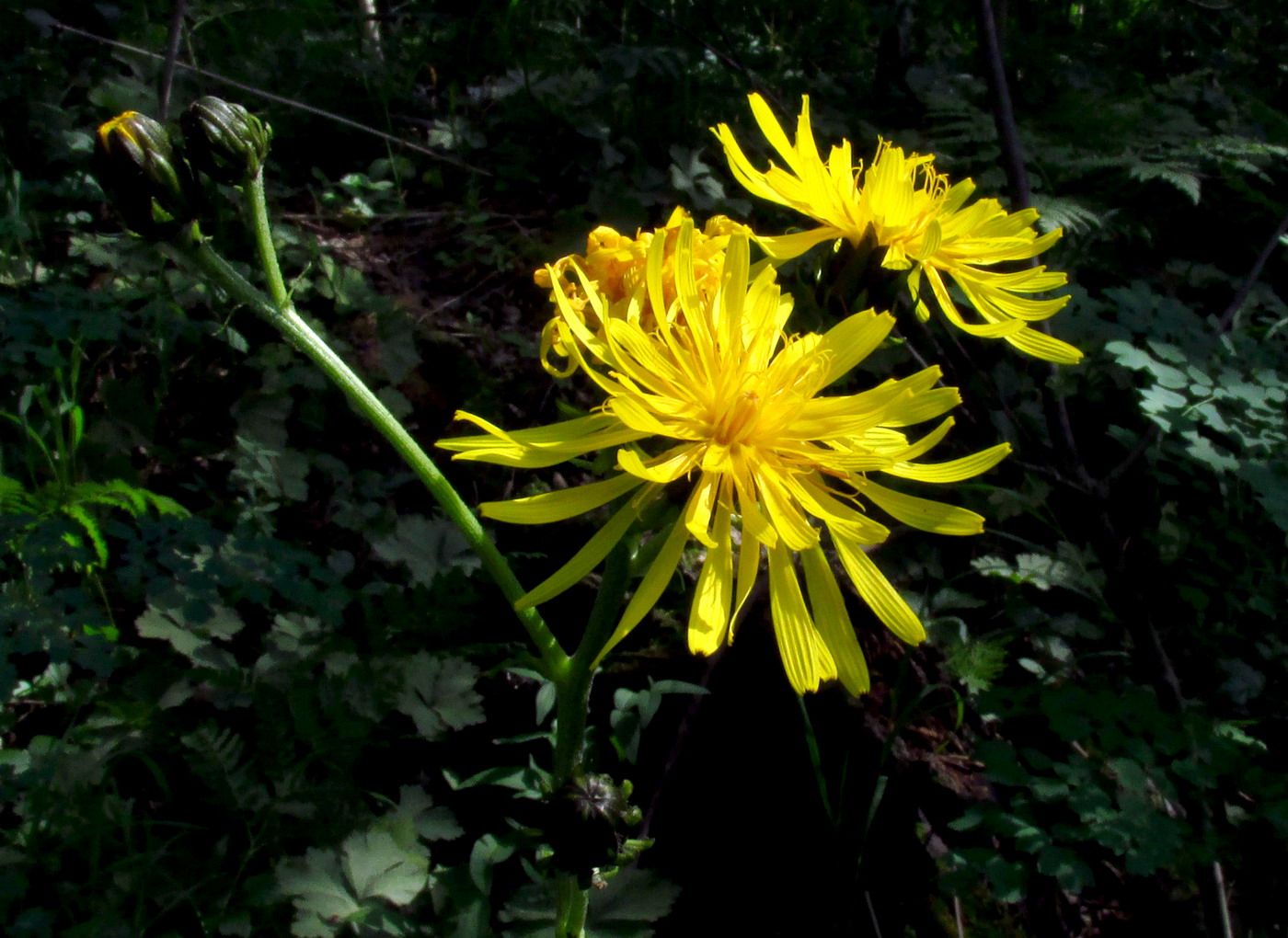 Изображение особи Crepis sibirica.