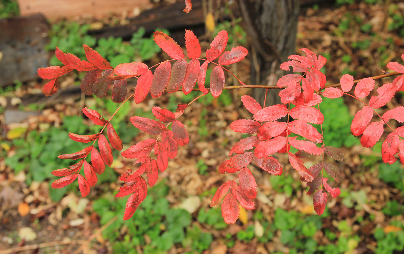 Изображение особи Sorbus domestica.