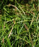 Carex vesicaria. Верхушка плодоносящего побега. Восточный Казахстан, г. Усть-Каменогорск, правый берег р. Иртыш, влажный склон оврага. 16.07.2017.