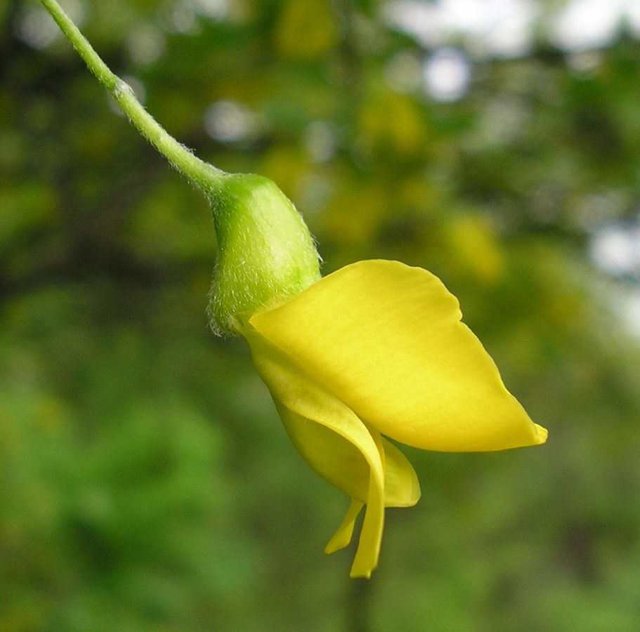 Image of Caragana arborescens specimen.