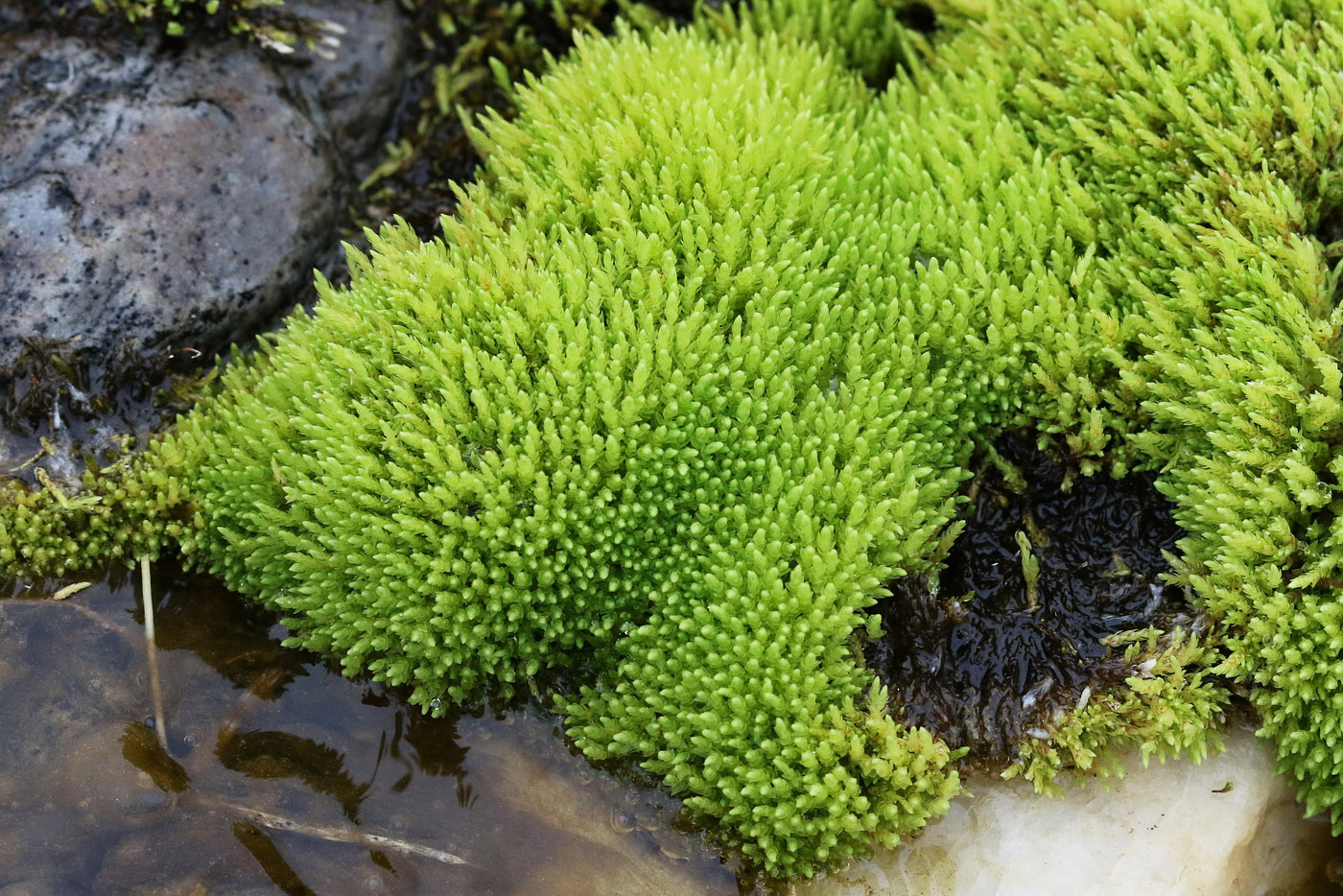 Image of genus Bryum specimen.