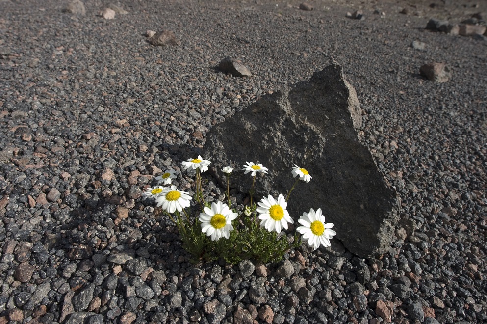 Изображение особи Anthemis iberica.