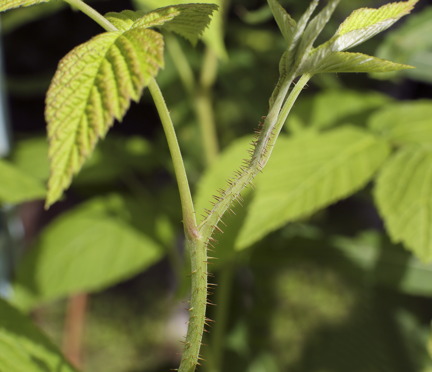 Image of Rubus idaeus specimen.