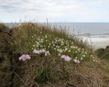 Cardamine pratensis подвид angustifolia. Цветущие растения. На заднем плане Cerastium. Енисейский зал., о. Сибирякова, песчаный береговой склон. 29.07.2017.