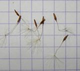 Taraxacum tenuisectum