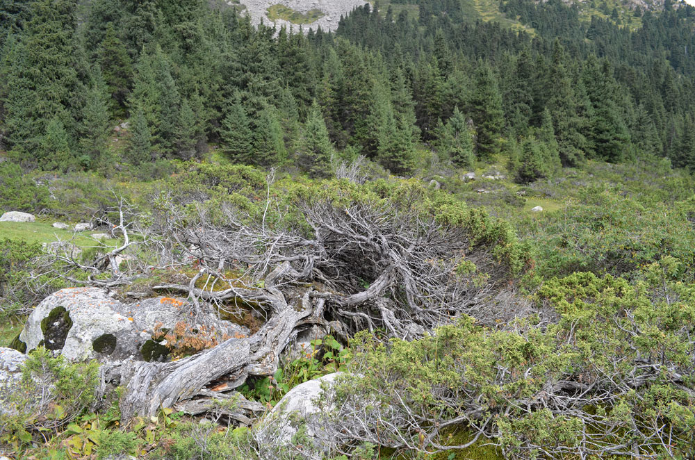 Изображение особи Juniperus pseudosabina.