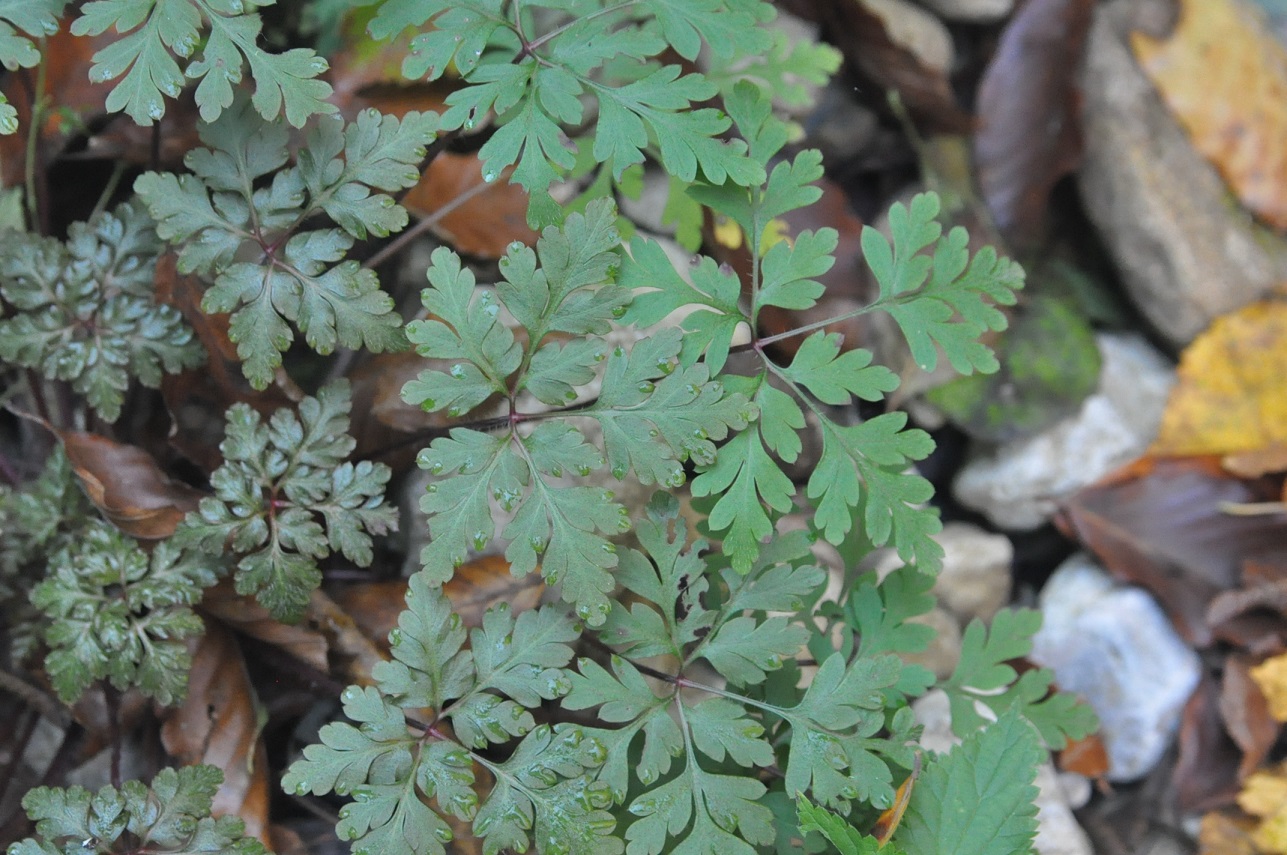 Изображение особи Geranium robertianum.