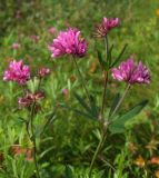 Trifolium lupinaster. Верхушка цветущего побега. Магаданская обл., окр. г. Магадан, Колымская трасса, ост. \"Аммональная\", разнотравная поляна в редкостойном лиственичнике. 08.08.2014.