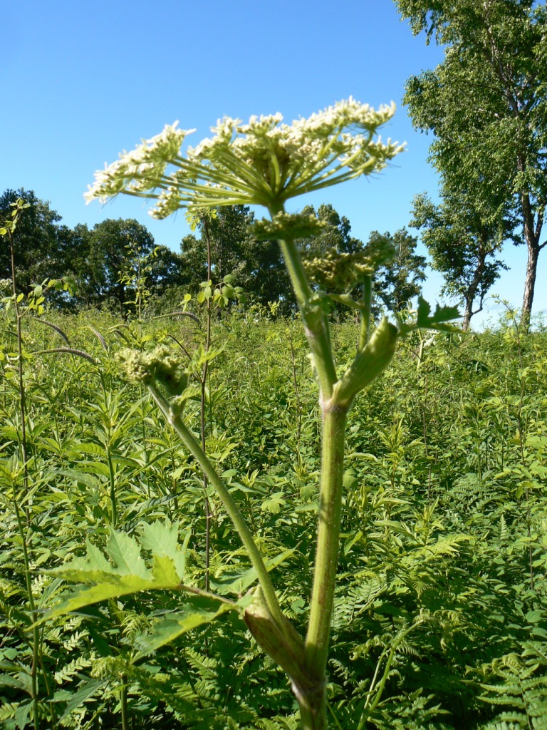 Изображение особи Heracleum dissectum.