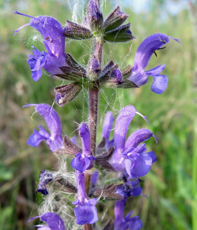 Image of Salvia stepposa specimen.