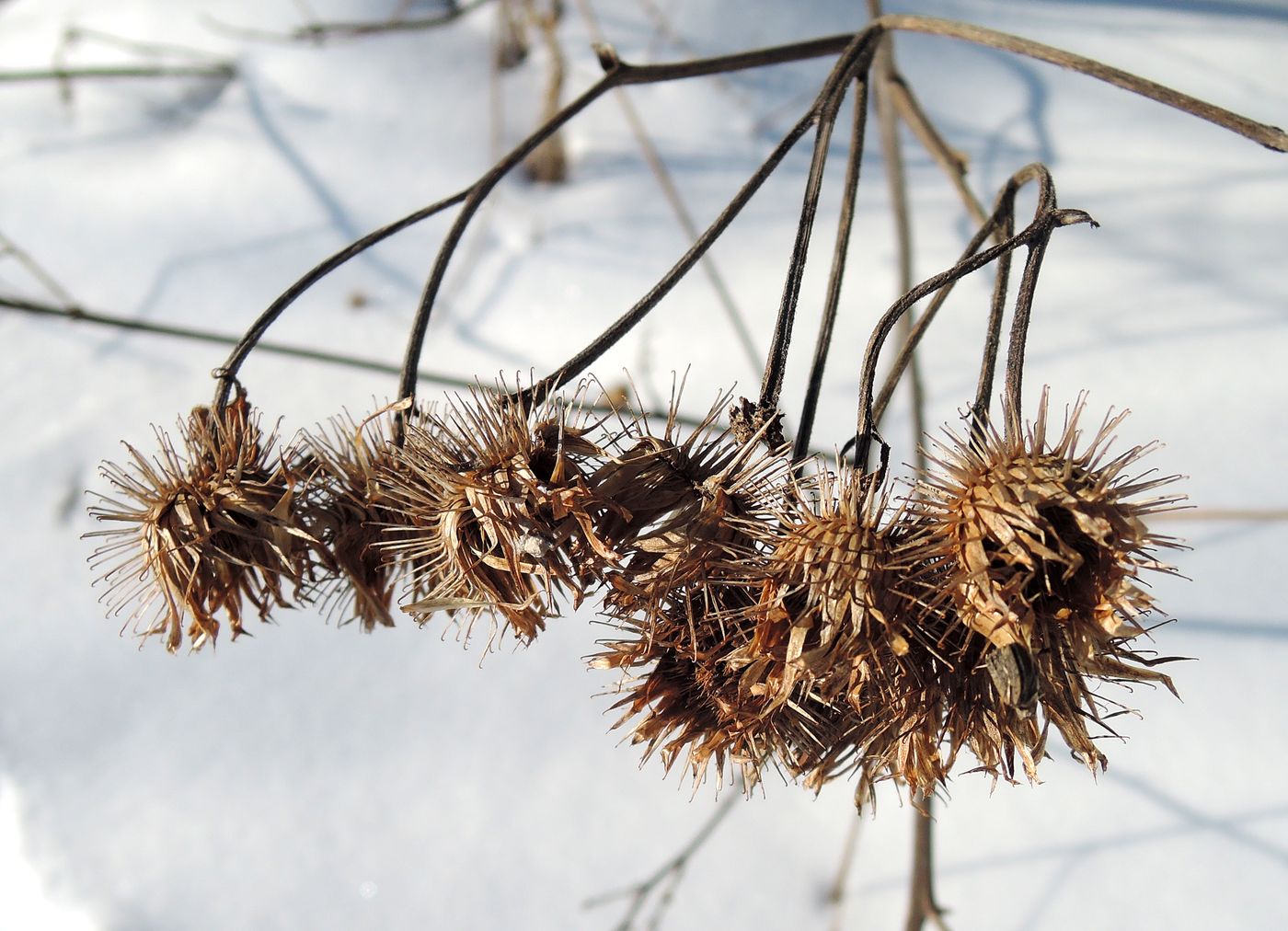 Image of Arctium tomentosum specimen.