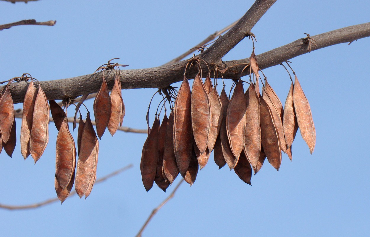 Изображение особи род Cercis.