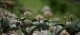 Allium karataviense