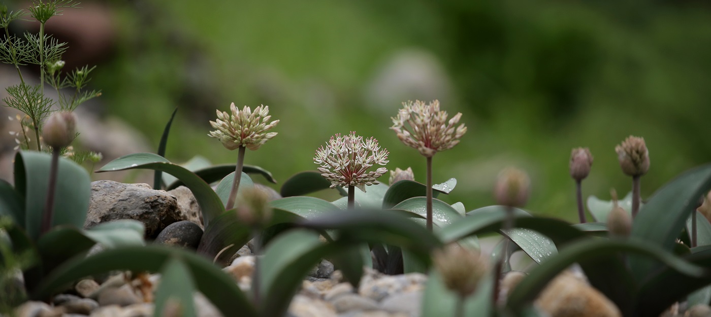 Image of Allium karataviense specimen.
