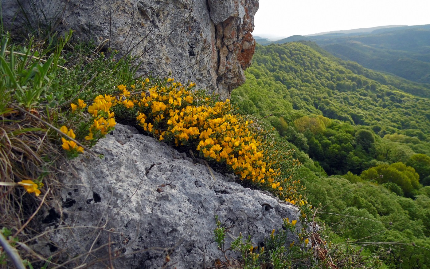 Изображение особи Genista angustifolia.