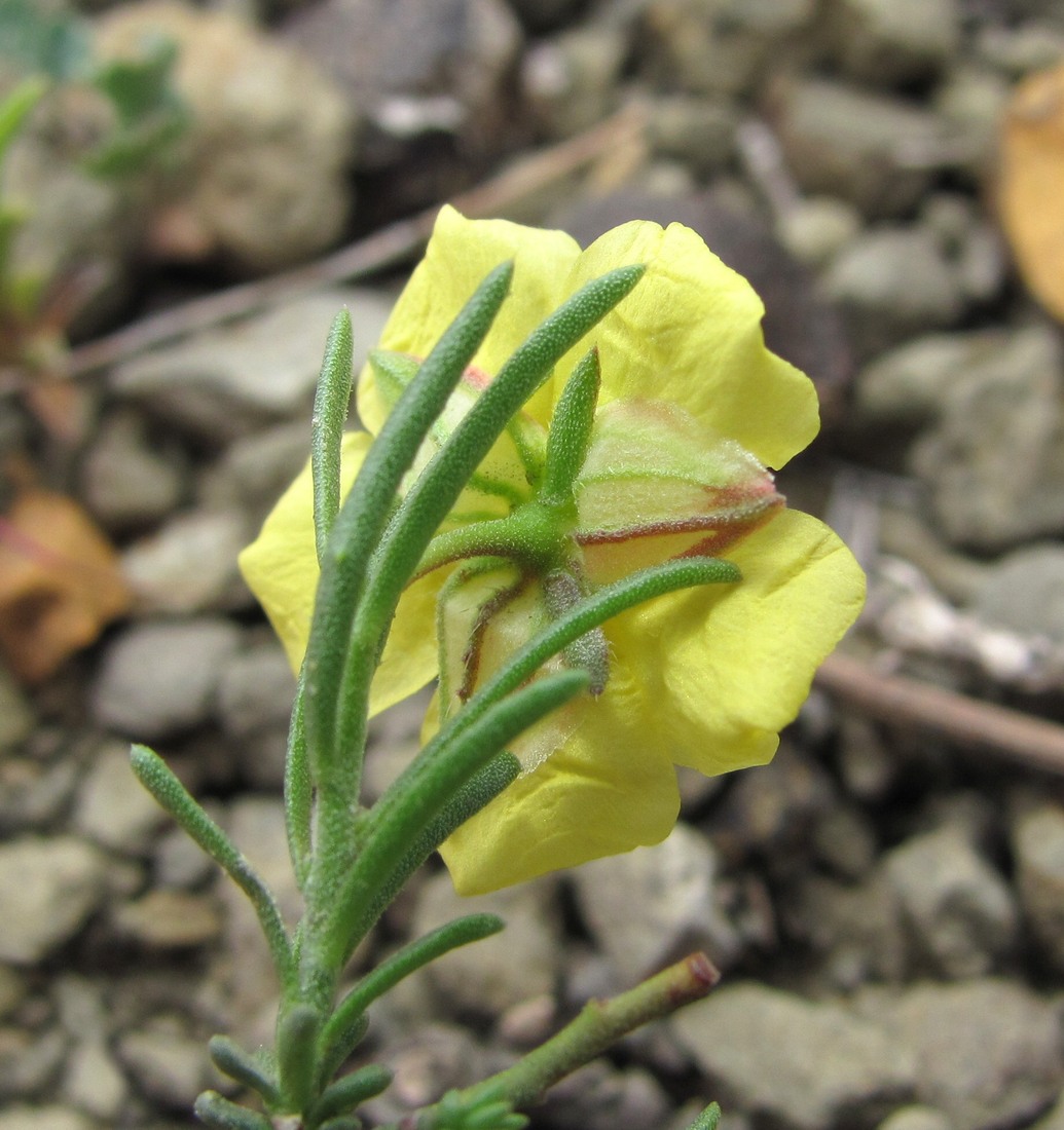 Изображение особи Fumana procumbens.