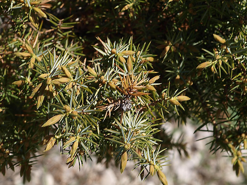 Изображение особи Juniperus oblonga.