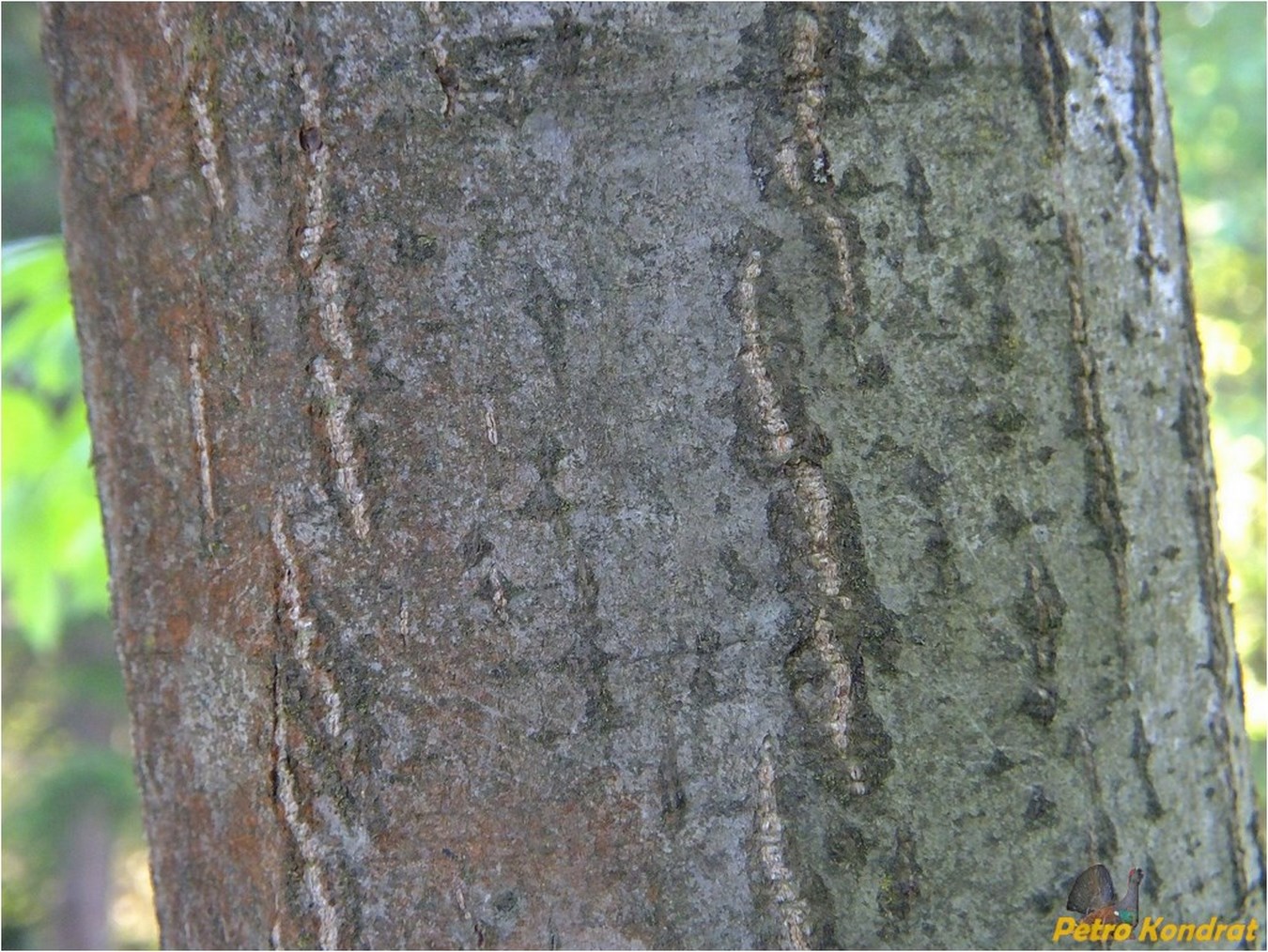 Image of Acer pseudoplatanus specimen.