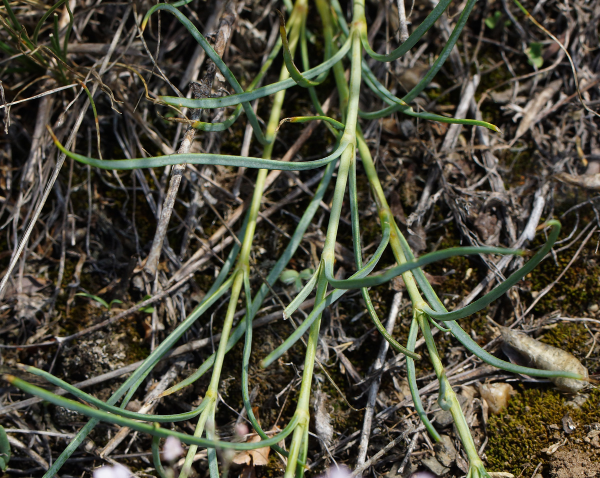 Image of Gypsophila patrinii specimen.