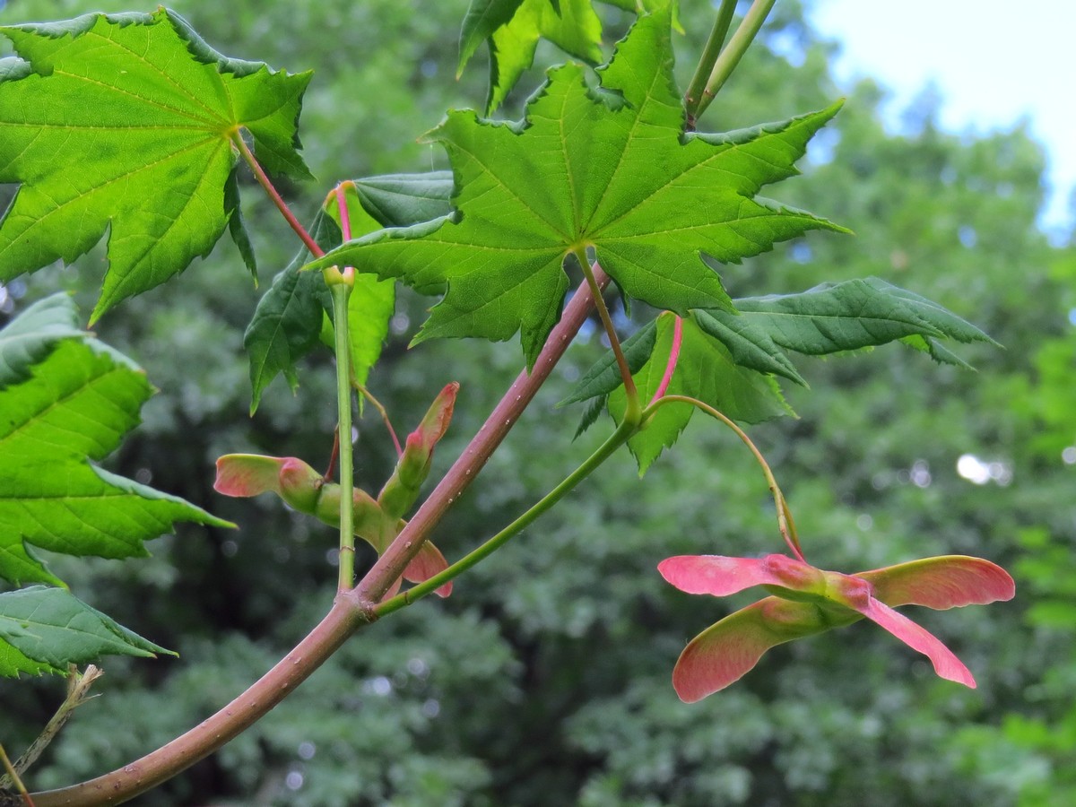 Изображение особи Acer circinatum.