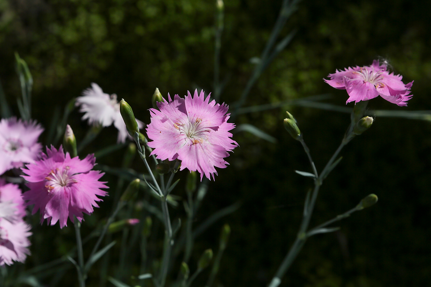 Image of genus Dianthus specimen.