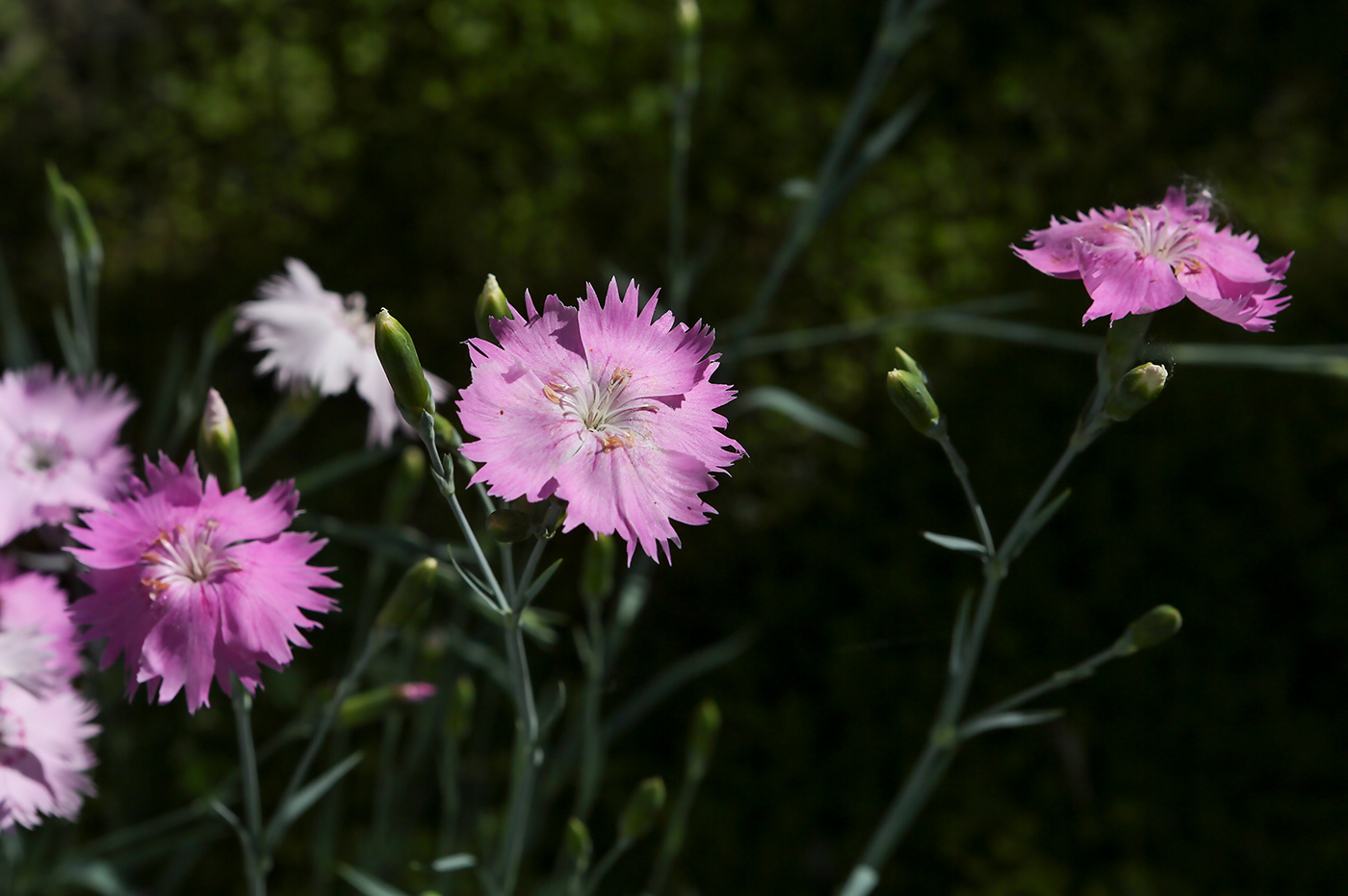 Изображение особи род Dianthus.