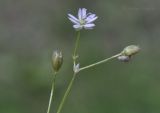 Stellaria longifolia. Верхушки побегов с цветком, плодами и поражённой паразитом тлёй. Приморский край, Шкотовский р-н, окр. пос. Подъяпольск, подножие сопки на берегу моря. 16.07.2018.