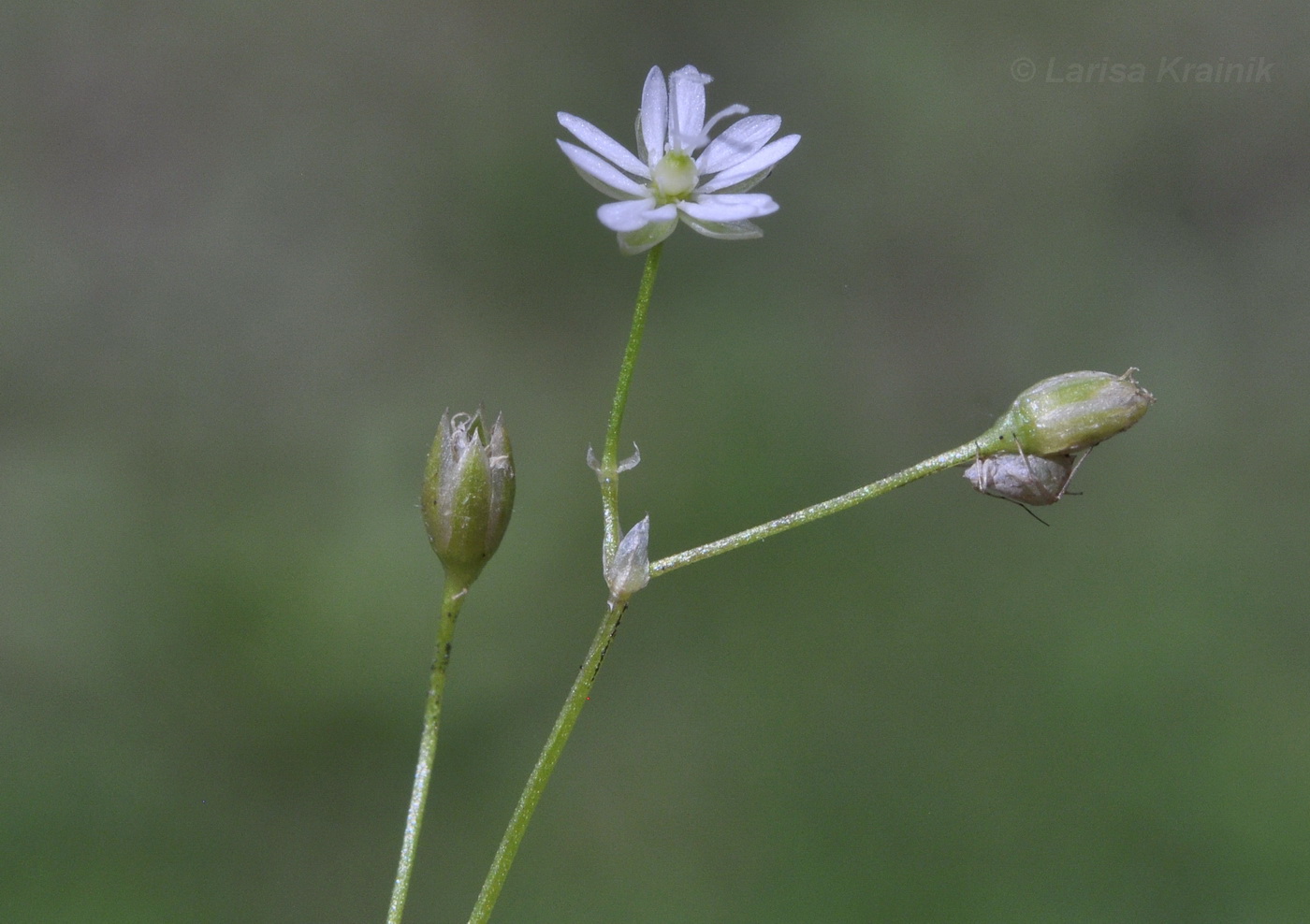 Изображение особи Stellaria longifolia.