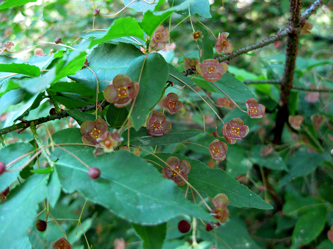 Изображение особи Euonymus verrucosus.