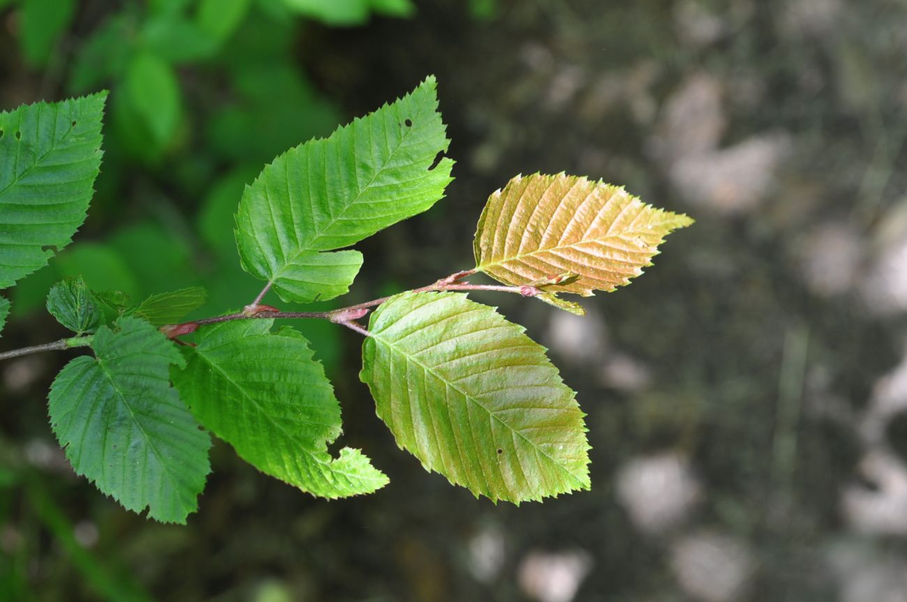 Изображение особи Carpinus betulus.