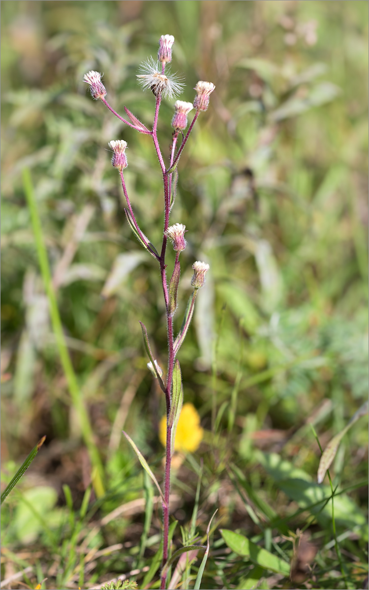 Image of Erigeron acris specimen.