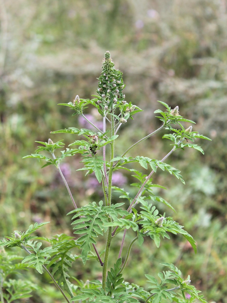 Image of Ambrosia artemisiifolia specimen.