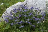 Clematis integrifolia