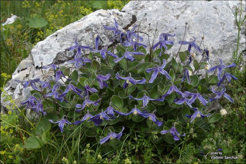 Image of Clematis integrifolia specimen.