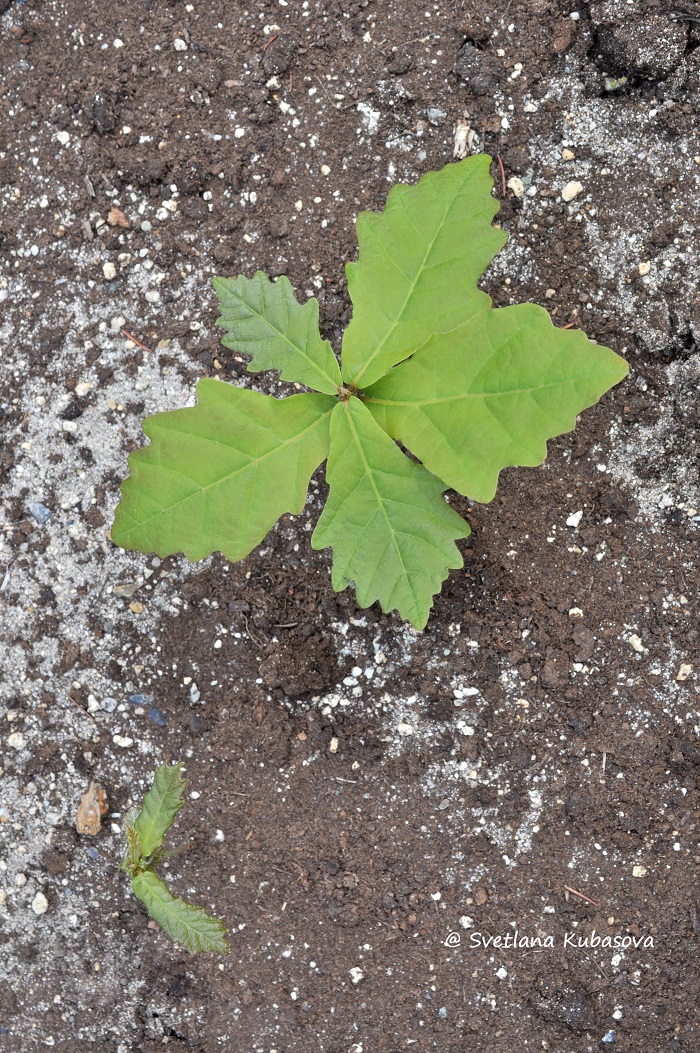 Изображение особи Quercus mongolica.