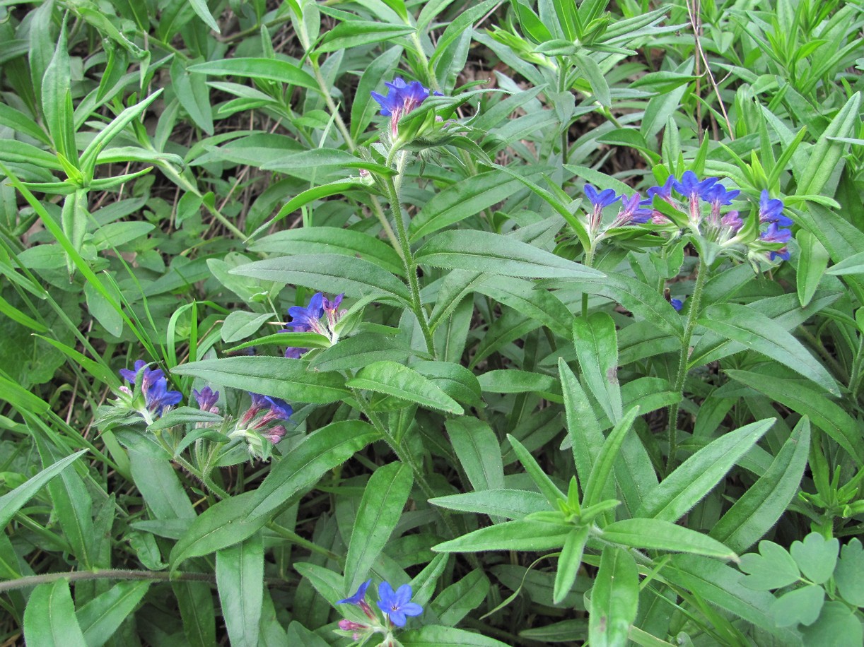 Image of Aegonychon purpureocaeruleum specimen.