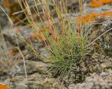 Dianthus acicularis. Нижняя часть плодоносящего растения в сообществе с Orostachys spinosa. Башкортостан, Учалинский р-н, Ильчигуловский сельсовет, окр. дер. Мулдашево, хр. Нурали, каменистый склон, ≈ 700 м н.у.м. 7 сентября 2018 г.