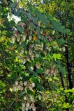 Humulus lupulus. Побеги с соплодиями. Московская обл., Воскресенский р-н, Лопатинские карьеры, опушка смешанного леса. 02.09.2018.