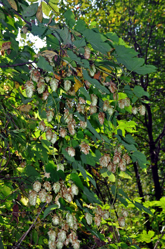 Изображение особи Humulus lupulus.