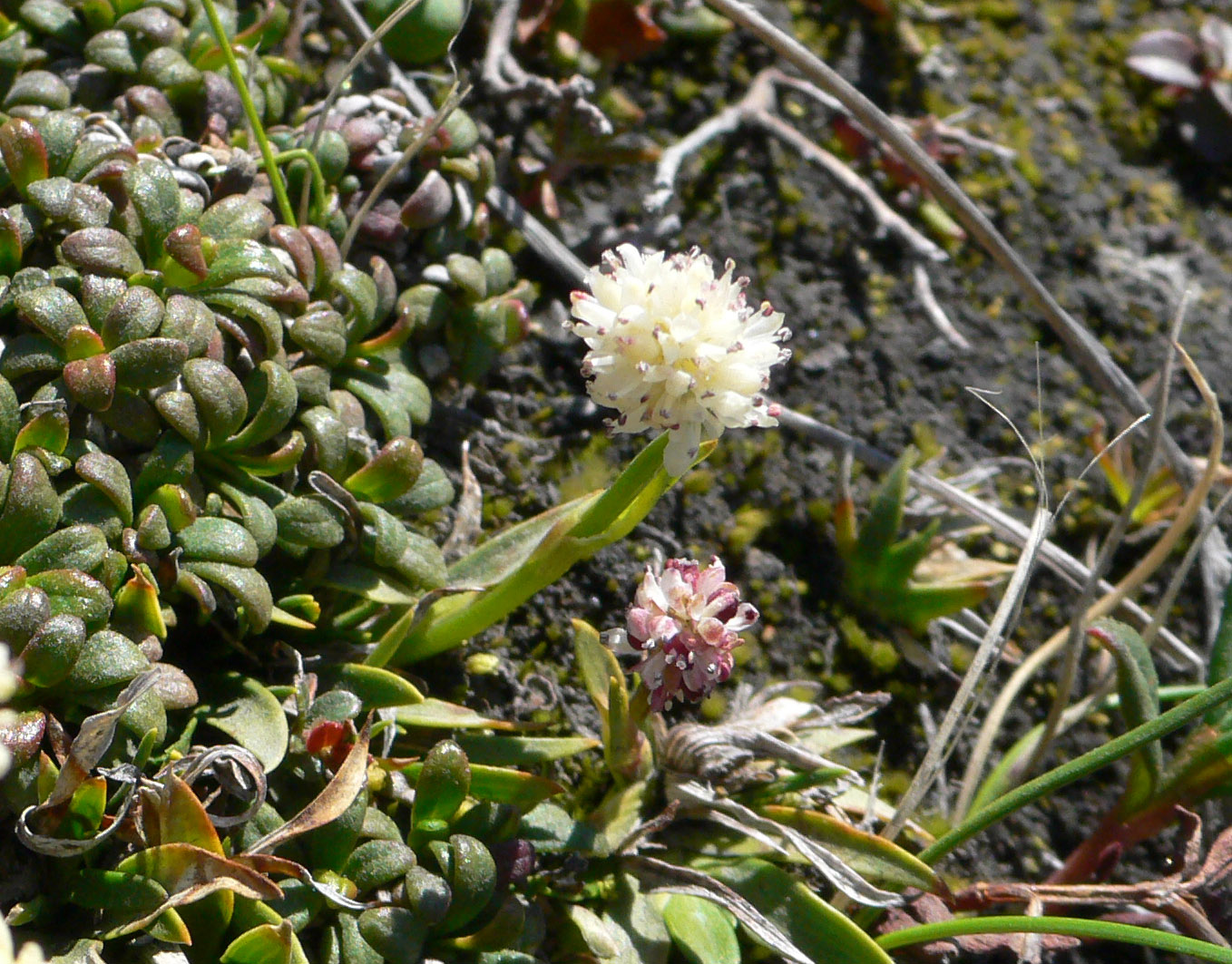 Image of Tofieldia coccinea specimen.