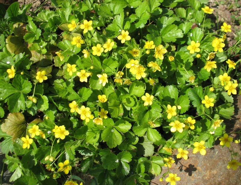 Изображение особи Waldsteinia ternata.