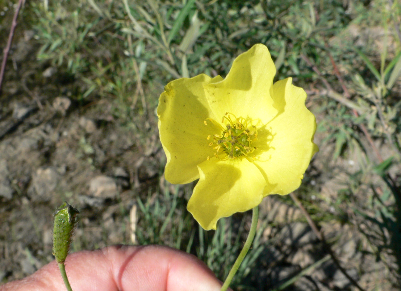 Image of Papaver lapponicum ssp. orientale specimen.